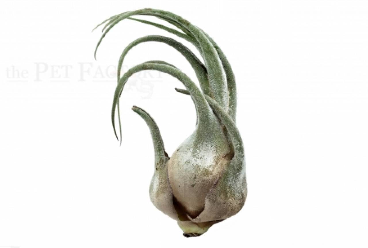 Tillandsia seleriana